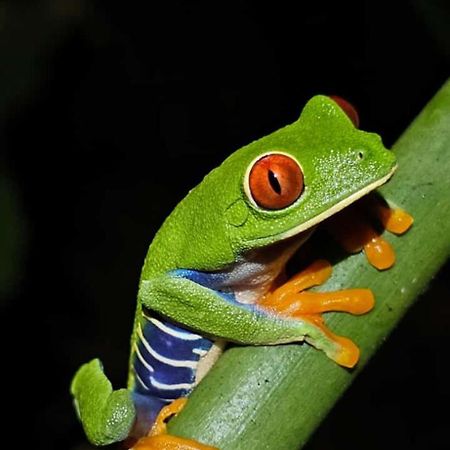Casa Artavia Villa Tortuguero Dış mekan fotoğraf